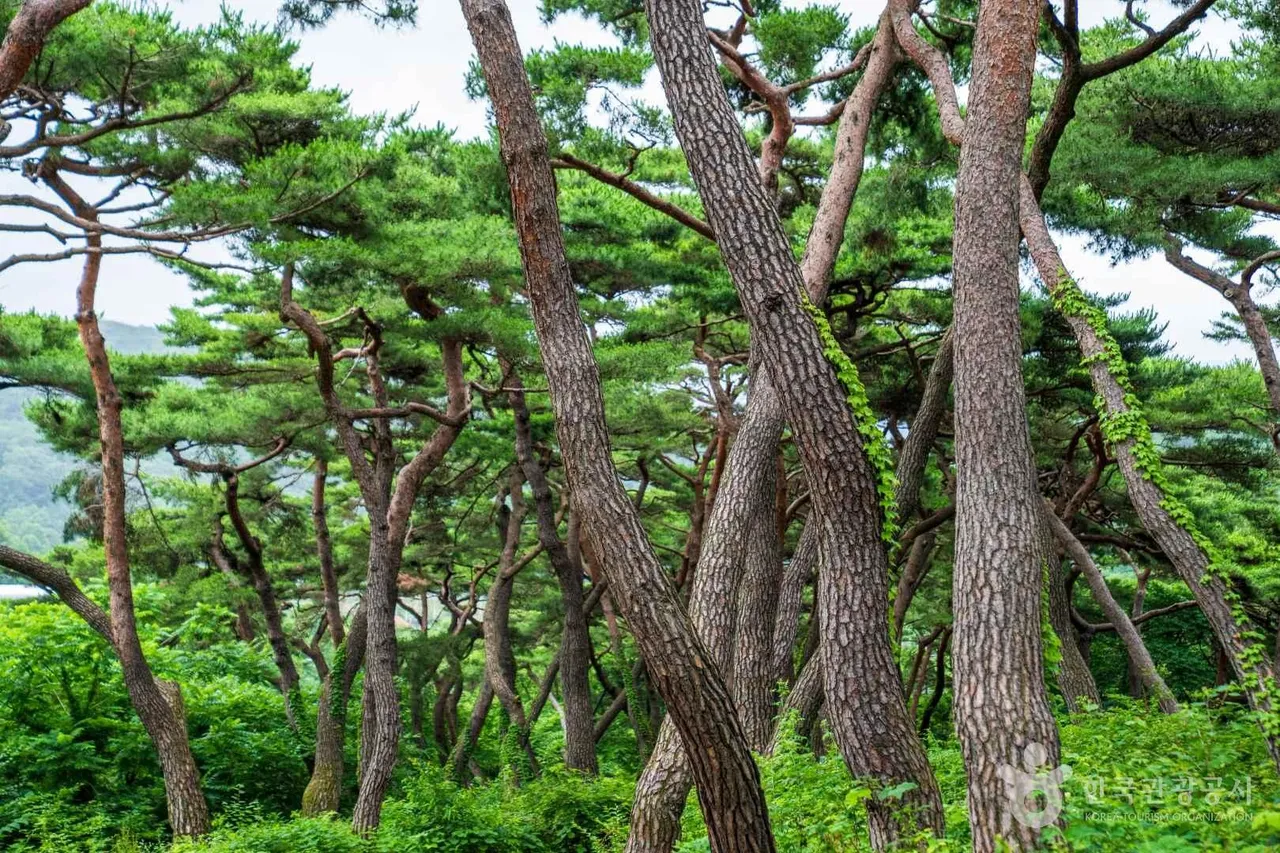 봉곡사 천년의 숲길