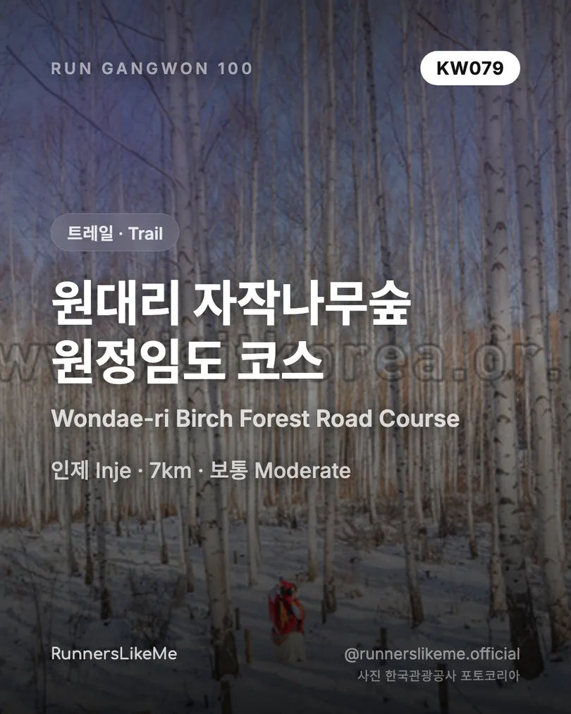 원대리 자작나무숲 원정임도 코스 — RUN GANGWON 100 도감 카드 1/4
