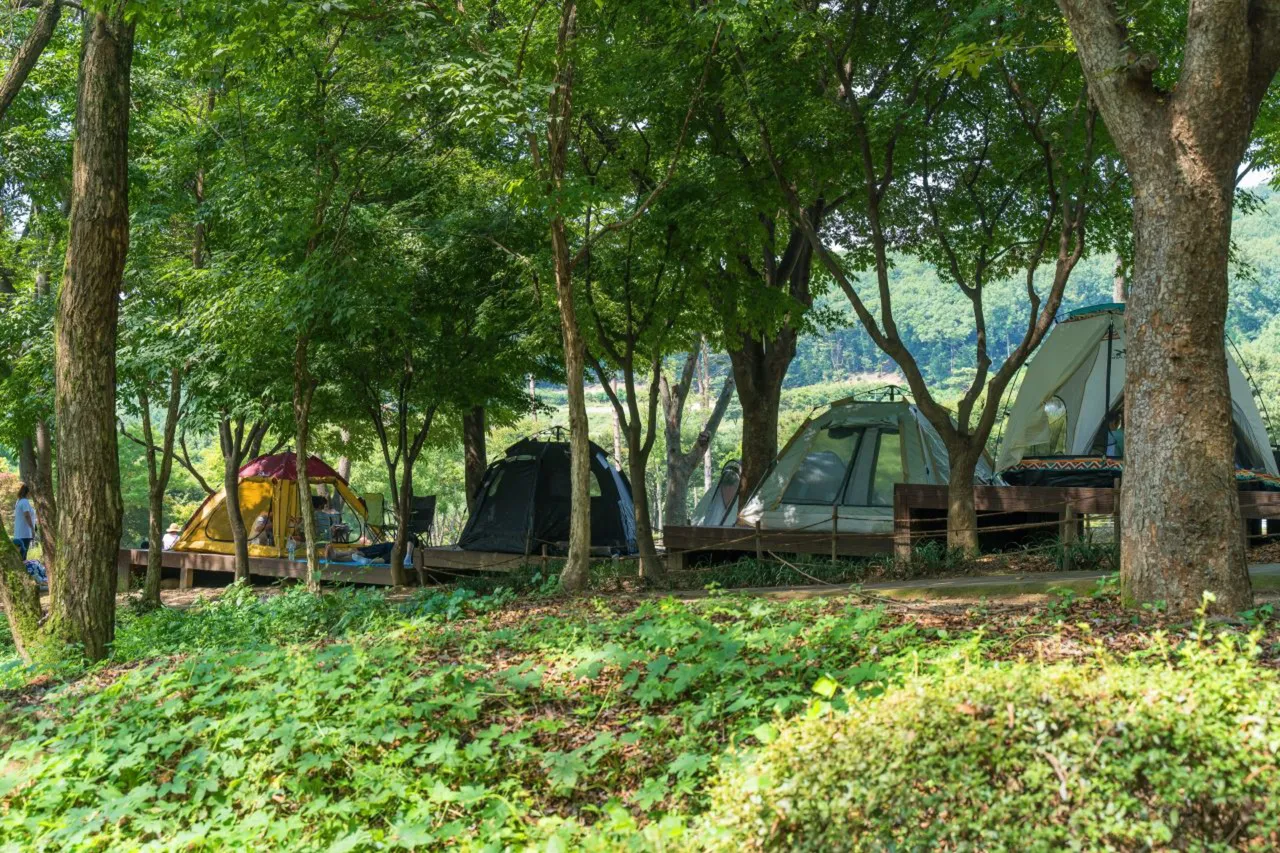 용인자연휴양림 숲길