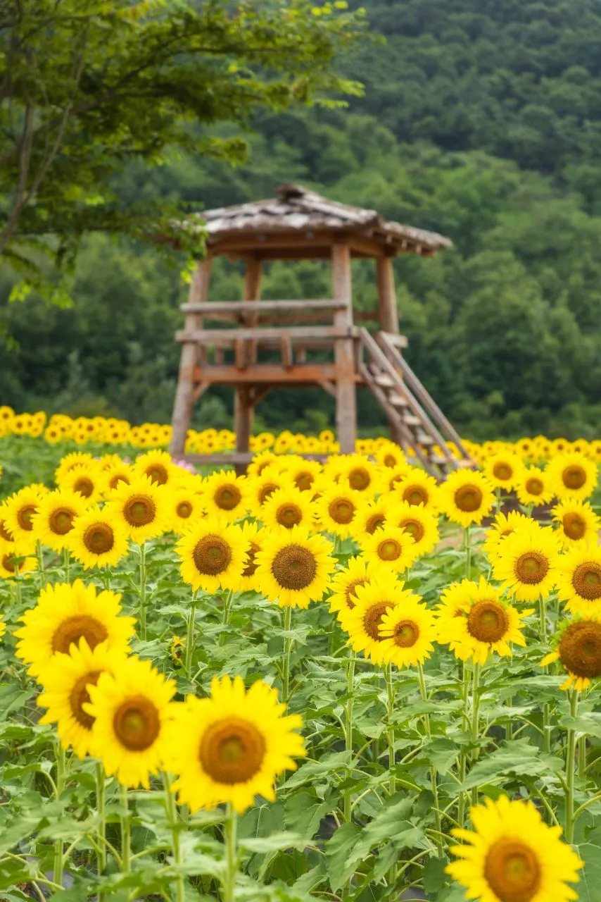 교동도 대룡시장~화개산 자락