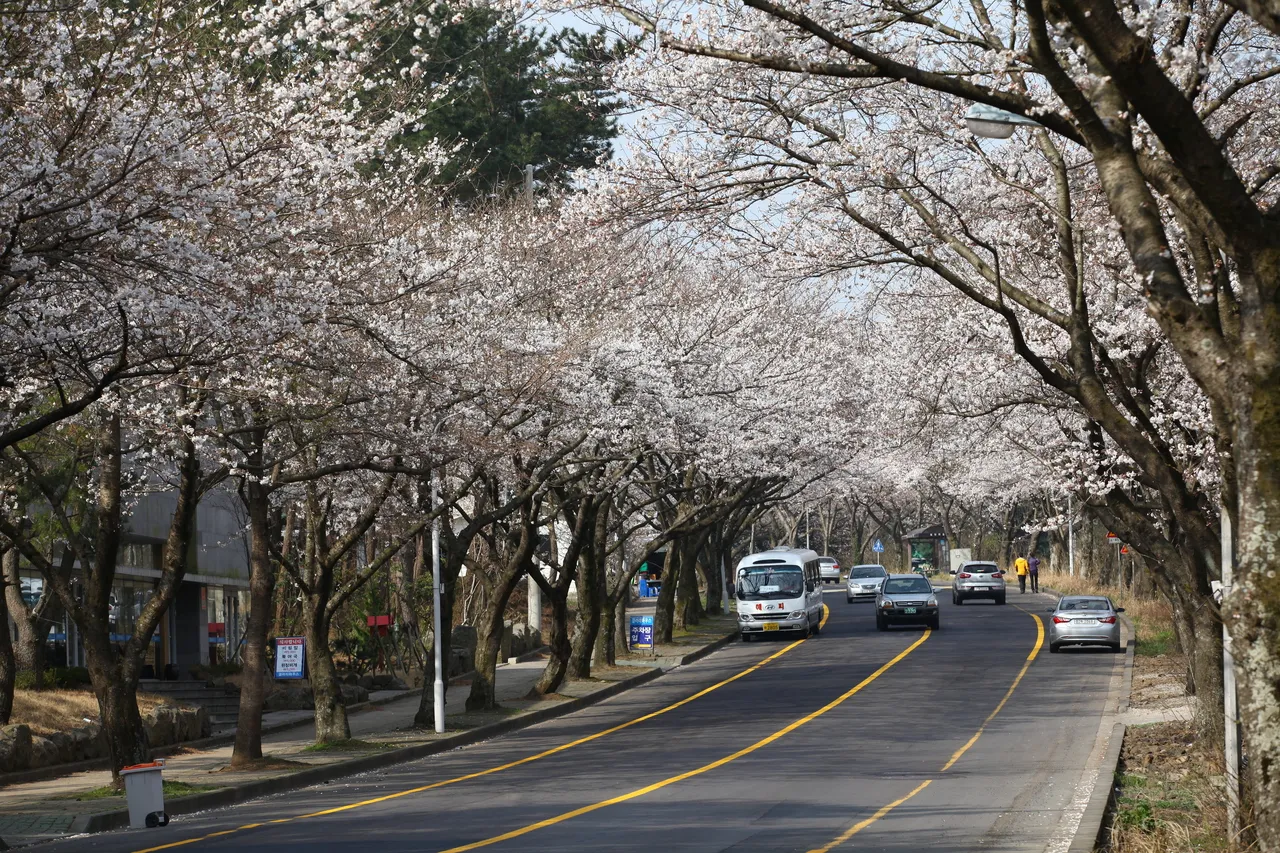 제주대학교 벚꽃길