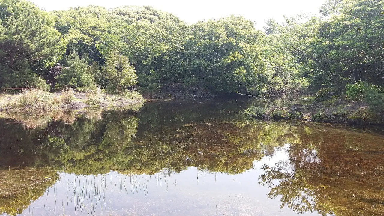 선흘 동백동산