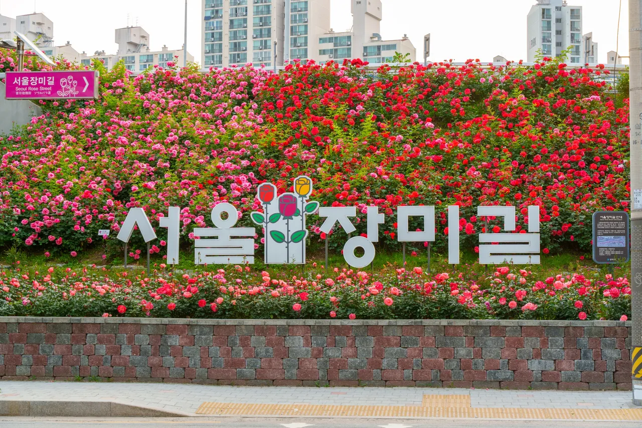 중랑천 장미터널 코스