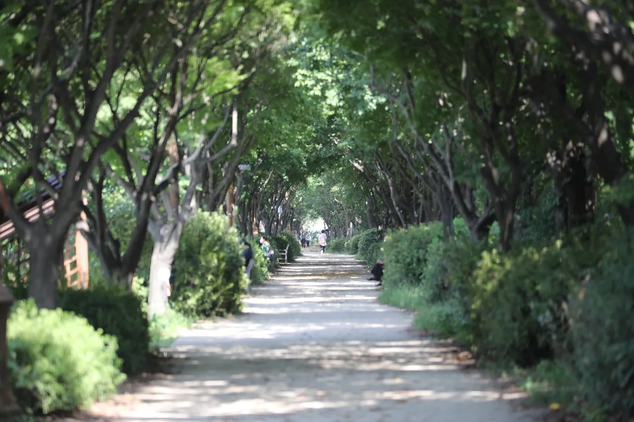 안양천 벚꽃길 코스(목동)